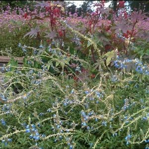 🌸 💙 🌺 CLOSET INFORMATION 🌸 💙 🌺